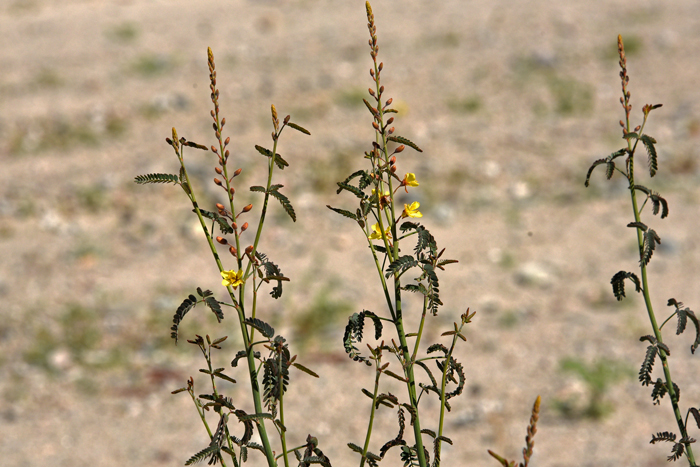 Wand Holdback is a perennial upright shrub that prefers dry sandy or rocky mesas and slopes. Largest populations of this species are in southern California. Hoffmannseggia microphylla 